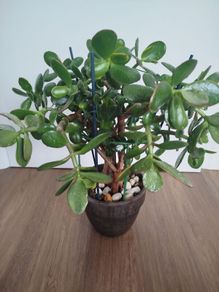 Jade plant