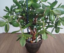 Jade plant