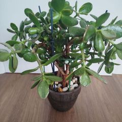 Jade plant