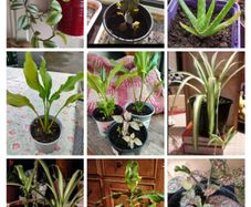 House plants Air purifiers and more.