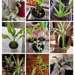 House plants Air purifiers and more.