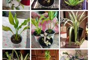 House plants Air purifiers and more.