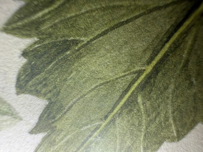 Original Elizabeth A McEwen RUA - Botanical Artwork - Dahlia - 1985