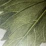 Original Elizabeth A McEwen RUA - Botanical Artwork - Dahlia - 1985 Image 2