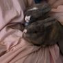 Dwarf Rabbits Image 5
