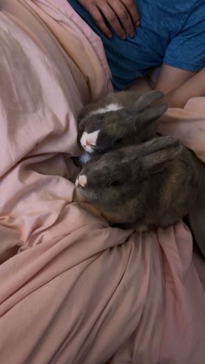 Dwarf Rabbits