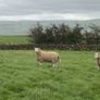 Wicklow Cheviot shearling Image 4