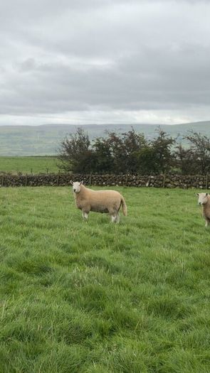 Wicklow Cheviot shearling