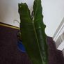 Philodendron paraiso verde plant Image 3