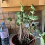 plants caladium Image 4