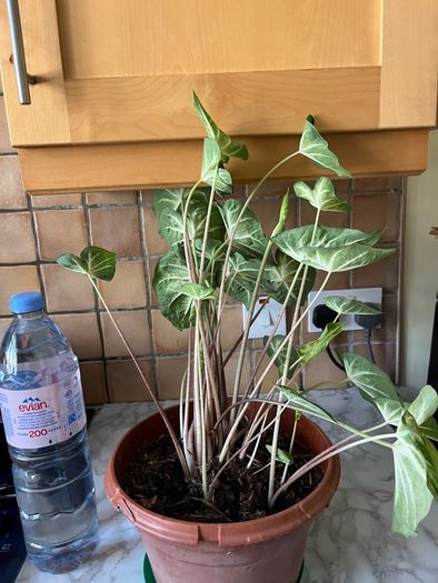 plants caladium