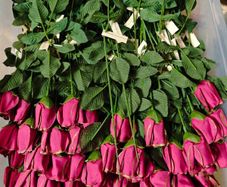individual roses gold tipped red and blue
