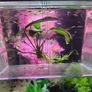 guppy fish fry Image 3