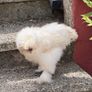 silkie roaster Image 8