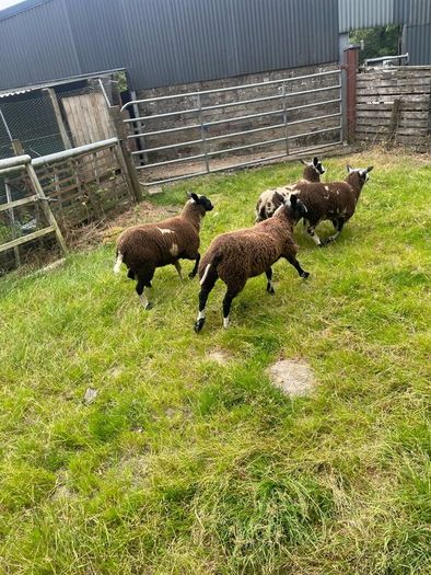 Ewe lamb organic