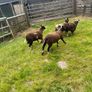 Ewe lamb organic Image 6