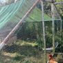 chicken coup and enclosure Image 3