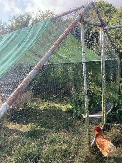 chicken coup and enclosure