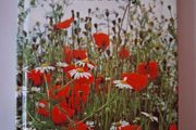 Hamlyn Nature Guides/ Wild Flowers / Helen L. Pursey / 1979