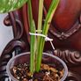 No.73 Monstera Albo Image 4