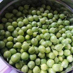Green Pea Seedlings