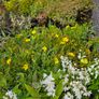 Azalea Evergreen Plants Image 10
