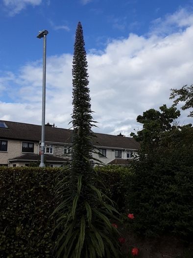 Eckium plant
