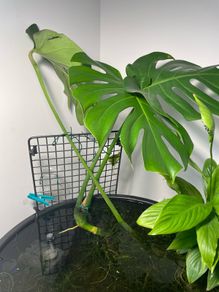 Monstera Deliciosa - Large Established Hydroponic / Water-Grown Plant