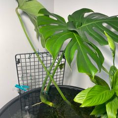 Monstera Deliciosa - Large Established Hydroponic / Water-Grown Plant