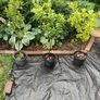 Evergreen  Plant Euonymus  Aureus Image 2