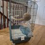 Bird Cage Image 4