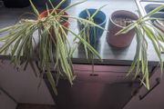 Spider plants