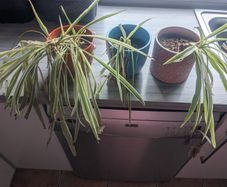Spider plants