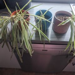 Spider plants