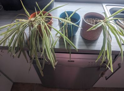 Spider plants