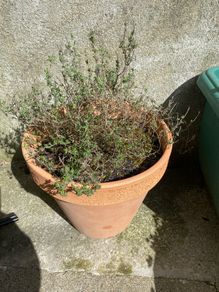 Thyme and Ceramic pot