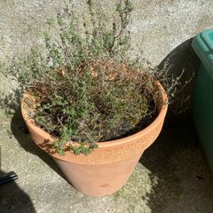 Thyme and Ceramic pot