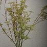 Acer Image 2
