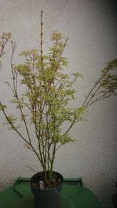 Acer