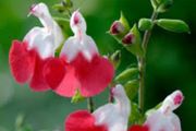 Salvia Hot Lips