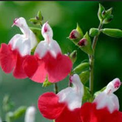 Salvia Hot Lips