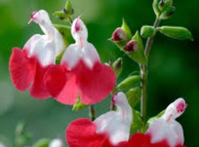 Salvia Hot Lips