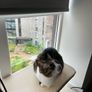 Hammock & bed for cats Image 4