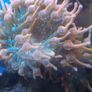 speckled rose bubble tip anemone Image 3