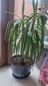 Few plant pots, in different varieties.