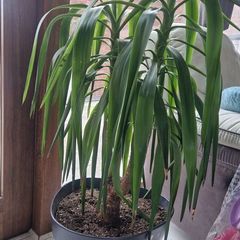 Few plant pots, in different varieties.