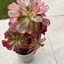 Aeonium "Pink witch" Image 2