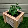 Patio Tomato pot Image 5