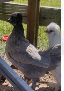 Polish cross hen & PB Polish rooster