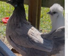 Polish cross hen & PB Polish rooster
